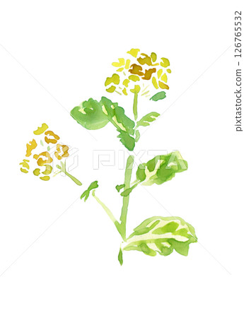 Rape blossoms Rape blossoms 126765532