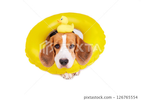 A beagle dog in an inflatable floating ring on a white isolated background. A beagle dog in an inflatable floating ring on a white isolated background. 126765554