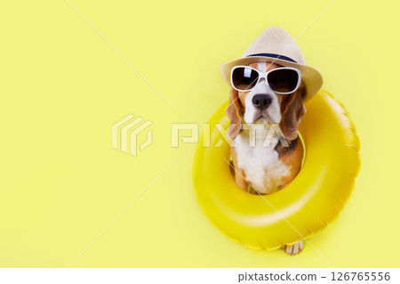A beagle dog wearing hat, sunglasses and a floating ring A beagle dog wearing hat, sunglasses and a floating ring 126765556