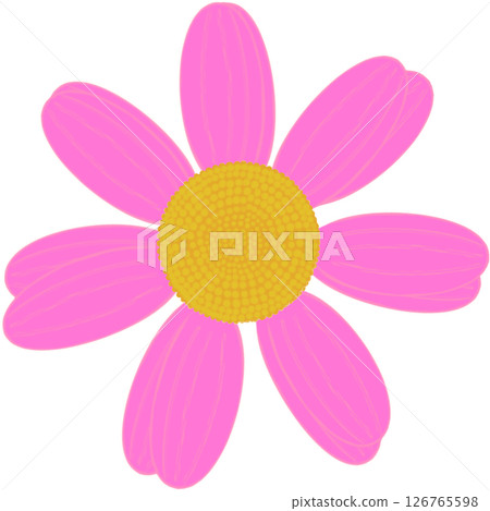 Beautiful shape and colors of blossom pink daisy flower petals.. Beautiful shape and colors of blossom pink daisy flower petals.. 126765598