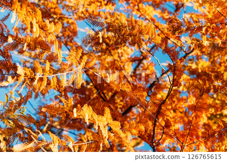 Golden fern-like leaves glowing against a bright blue sky in autumn. Nature background, seasonal warmth, botanical texture, fall inspiration.. 126765615