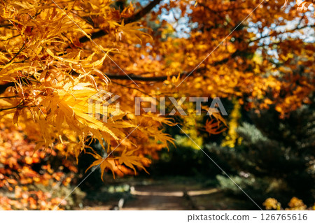 Golden maple leaves in sharp focus along a forest path lit by autumn sun. Forest destinations, sustainable exploration, slow travel, seasonal immersion.. 126765616