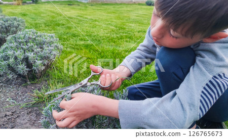 A todler boy light-skinned carefully shapes a lavender bush with a pruning shears. Concept of the season garden pruning, children's education, ecotrend A todler boy light-skinned carefully shapes a lavender bush with a pruning shears. Concept of the season garden pruning, children's education, ecotrend 126765673