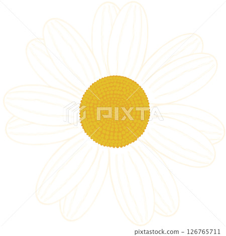 Beautiful shape and colors of blossom white daisy flower petals.. Beautiful shape and colors of blossom white daisy flower petals.. 126765711
