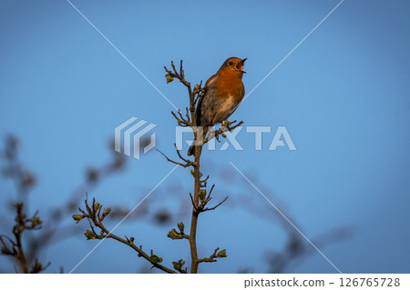 Robin singing against blue sky background 126765728