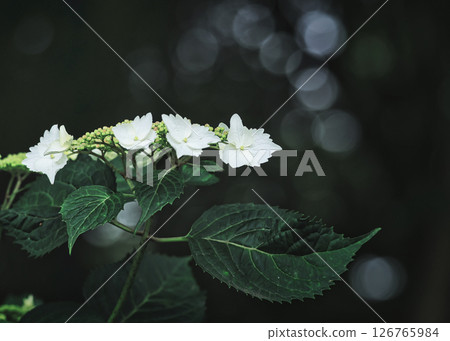 Inviting you to the hydrangea season Inviting you to the hydrangea season 126765984