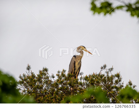grey heron rests on a tree at sunset. grey heron rests on a tree at sunset. 126766335