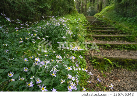 Spring promenade in Hakone Park with cornflowers blooming Spring promenade in Hakone Park with cornflowers blooming 126766348