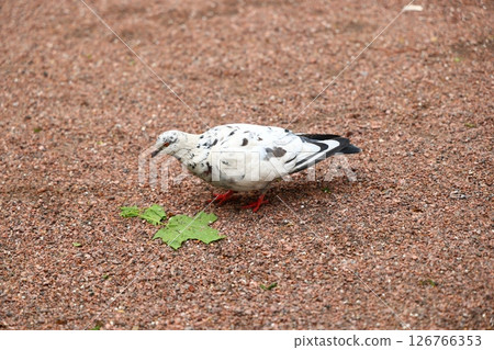 A Unique Spotted Pigeon is foraging actively on the Ground, searching for food and sustenance 126766353