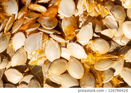 Pumpkin Seeds With Pulp Sun Drying Pumpkin Seeds With Pulp Sun Drying 126766428