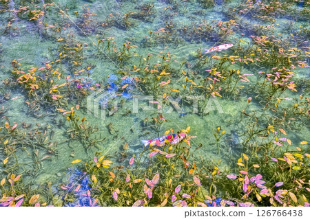 Nameless pond "Monet's Pond" in Itadori, Seki City, Gifu Prefecture 126766438