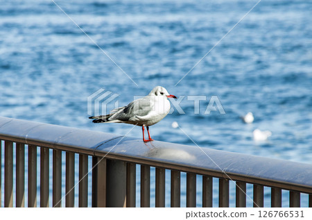 棲息在欄桿上的黑頭鷗 126766531