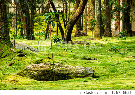 有青苔的庭院 126766631