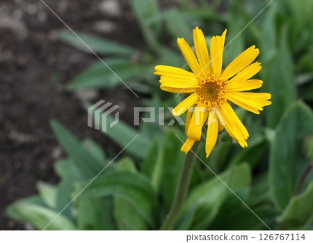 Arnica montana, also known as mountain tobacco or mountain arnica. 126767114