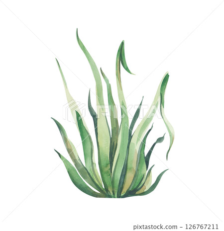 A watercolor bush of green grass is hand-drawn on a white background. Botanical illustration. Isolated. A template for decorating children's patterns, fairy-tale and botanical themes. 126767211