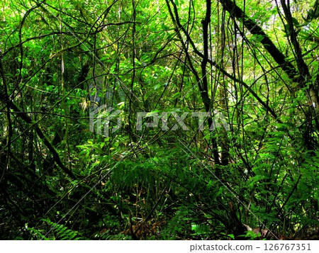 Deep in the forest Deep in the forest 126767351