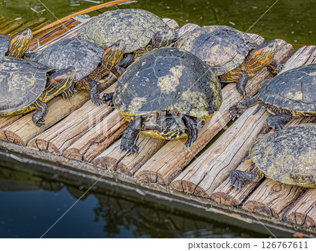 Group of turtles sunbathing on a wooden raft in a tranquil pond, showcasing natural behavior and colorful shells Group of turtles sunbathing on a wooden raft in a tranquil pond, showcasing natural behavior and colorful shells 126767611