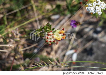 The bud grass, bud grass or crustacean Anthyllis vulneraria, growing in the meadow and flowering in summer with spherical flower head with yellow-white petals 126767621