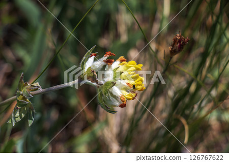 Bud grass, bud grass or crustacean Anthyllis vulneraria, growing in meadow and flowering in summer with a spherical flower head with yellow-white petals 126767622