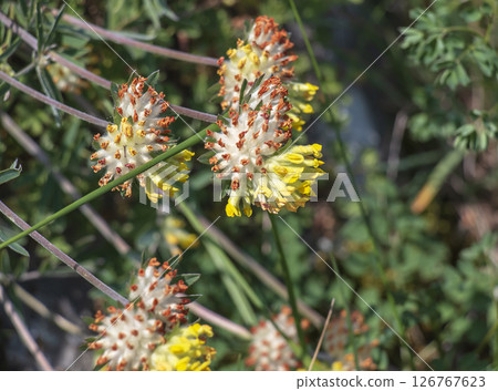 Bud grass, bud grass or crustacean Anthyllis vulneraria, growing in meadow and flowering in summer with spherical flower head with yellow-white petals 126767623