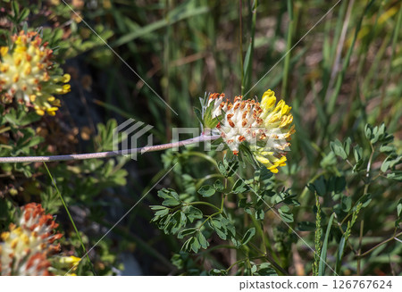 Bud grass, bud grass or crustacean Anthyllis vulneraria, growing in the meadow and flowering in summer with spherical flower head with yellow-white petals 126767624
