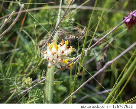 The bud grass, bud grass or crustacean Anthyllis vulneraria, growing in the meadow and flowering in summer with a spherical flower head with yellow-white petals 126767631