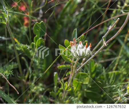 Bud grass, bud grass or crustacean Anthyllis vulneraria, growing in the meadow and flowering in summer with a spherical flower head with yellow-white petals 126767632