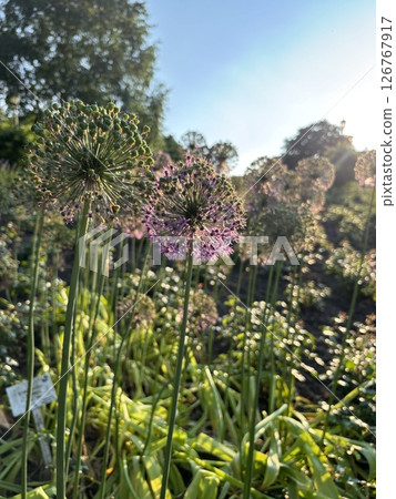 Purple Allium Flowers in Sunlight at Garden Bloom Purple Allium Flowers in Sunlight at Garden Bloom 126767917