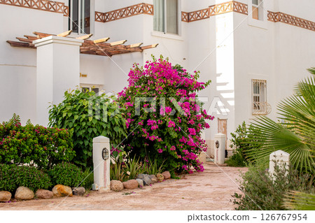 bougainvillea, pink flowers, white wall 126767954