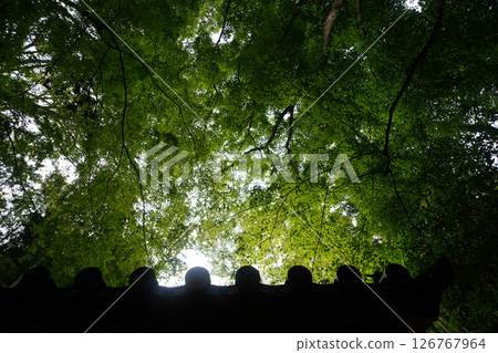 The lush grounds of Jojakkoji Temple 126767964