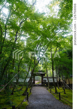 The approach to Jizo-in Temple (Bamboo Temple) is beautifully green 126768008