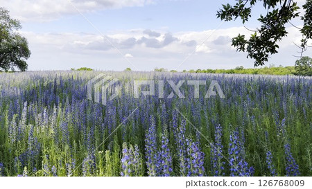 View to beautiful plantation of blooming purple flowers. Beautiful colorful floral background. Calm nature scene at summer day. Concept of tranquility and relax. Close up Slow mo 126768009