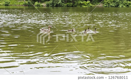 Mallard with ducklings floating in the lake at summer day. Mother duck with brood swimming at pond. Birds family in the nature habitat. Concept of animal wildlife. Close up Slow mo 126768011