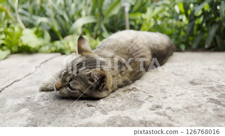 Cute funny kitten scratching his body on the concrete. Gray striped cat lying at yard. Beautiful domestic cat resting outdoor. Concept of adorable domestic animal. Close up 126768016