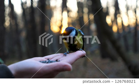 Small titmouse eating meal from arm of young girl against sunset at background. Little tomtit pecking food from a female hand at autumn. Woman feeding cute tit bird to sunflower seeds in forest Small titmouse eating meal from arm of young girl against sunset at background. Little tomtit pecking food from a female hand at autumn. Woman feeding cute tit bird to sunflower seeds in forest 126768021