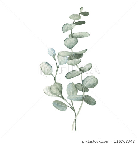 Eucalyptus watercolor bouquet. Hand drawn botanical illustration isolated on white background. For greeting cards, posters, wedding and baby shower invitations, prints and floristic design. Eucalyptus watercolor bouquet. Hand drawn botanical illustration isolated on white background. For greeting cards, posters, wedding and baby shower invitations, prints and floristic design. 126768348