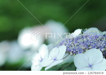 Early summer flower hydrangea 126768419