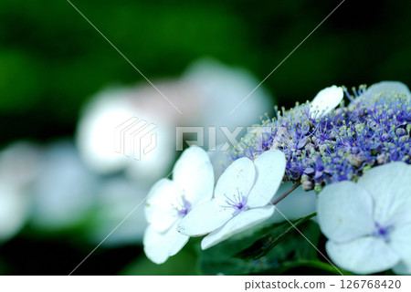 Early summer flower hydrangea Early summer flower hydrangea 126768420
