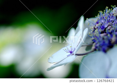Early summer flower hydrangea 126768421