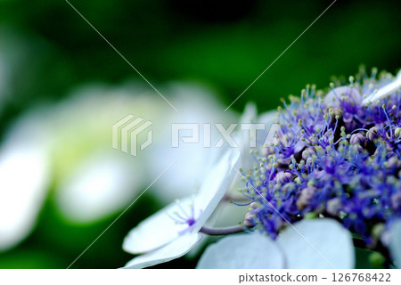 Early summer flower hydrangea 126768422