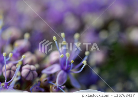 Early summer flower hydrangea 126768437