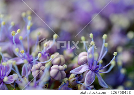 Early summer flower hydrangea 126768438