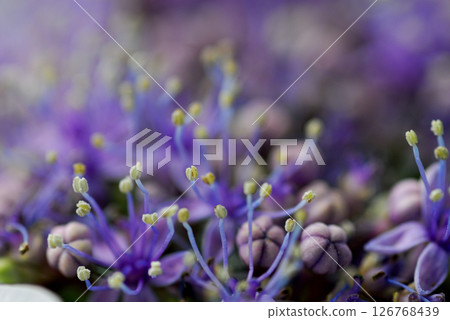 Early summer flower hydrangea 126768439