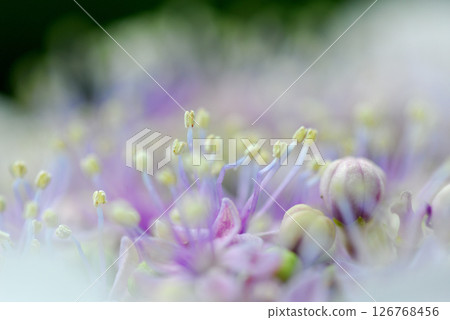 初夏花繡球 初夏花繡球 126768456