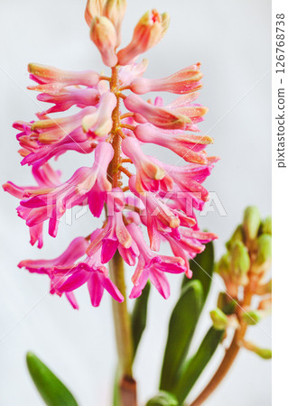 Vibrant pink hyacinth with dewdrops, fresh spring bloom 126768738