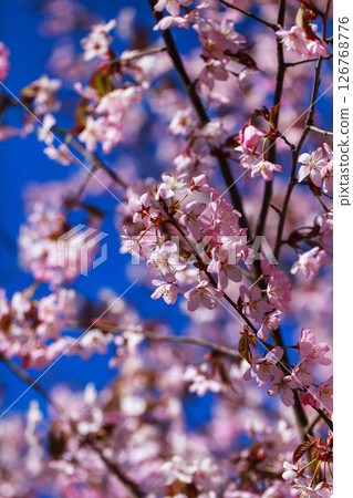 Blooming sakura tree with pink petals, springtime background, close-up 126768776