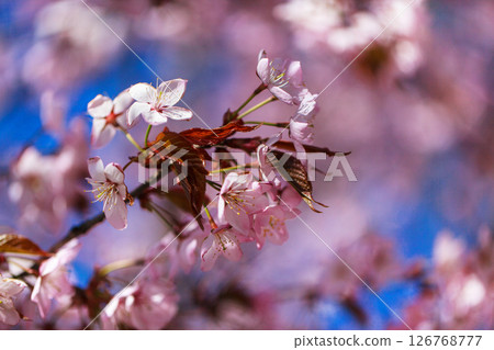 Blooming sakura tree with pink petals, springtime background, close-up Blooming sakura tree with pink petals, springtime background, close-up 126768777