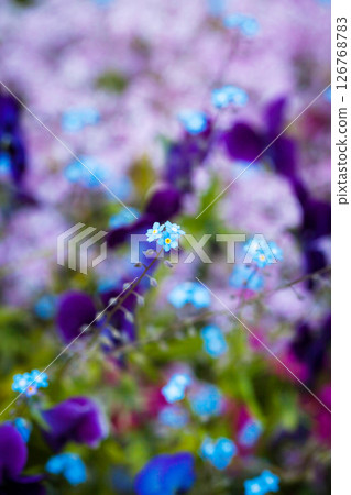 Beautiful soft forget-me-nots in green grass on a sunny day, soft focus Beautiful soft forget-me-nots in green grass on a sunny day, soft focus 126768783
