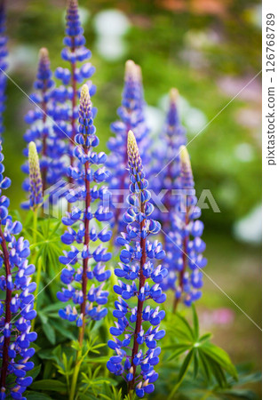 Purple lupine or Lupinus polyphyllus, blooming in ornamental garden, blurred background, selective focus, close-up. Purple lupine or Lupinus polyphyllus, blooming in ornamental garden, blurred background, selective focus, close-up. 126768789