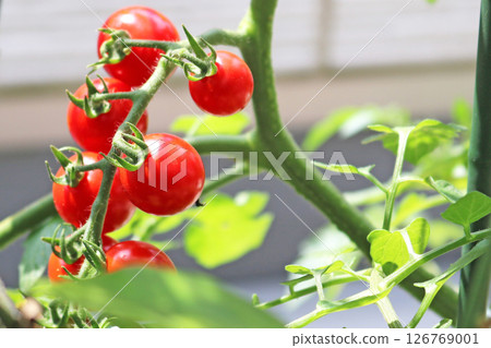 陽台上種植的西紅柿即將收穫 陽台上種植的西紅柿即將收穫 126769001
